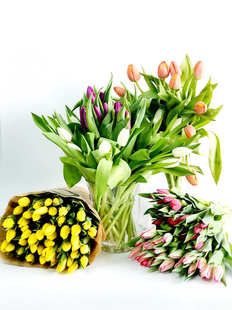הטוליפים שלנו - Our Tulips
