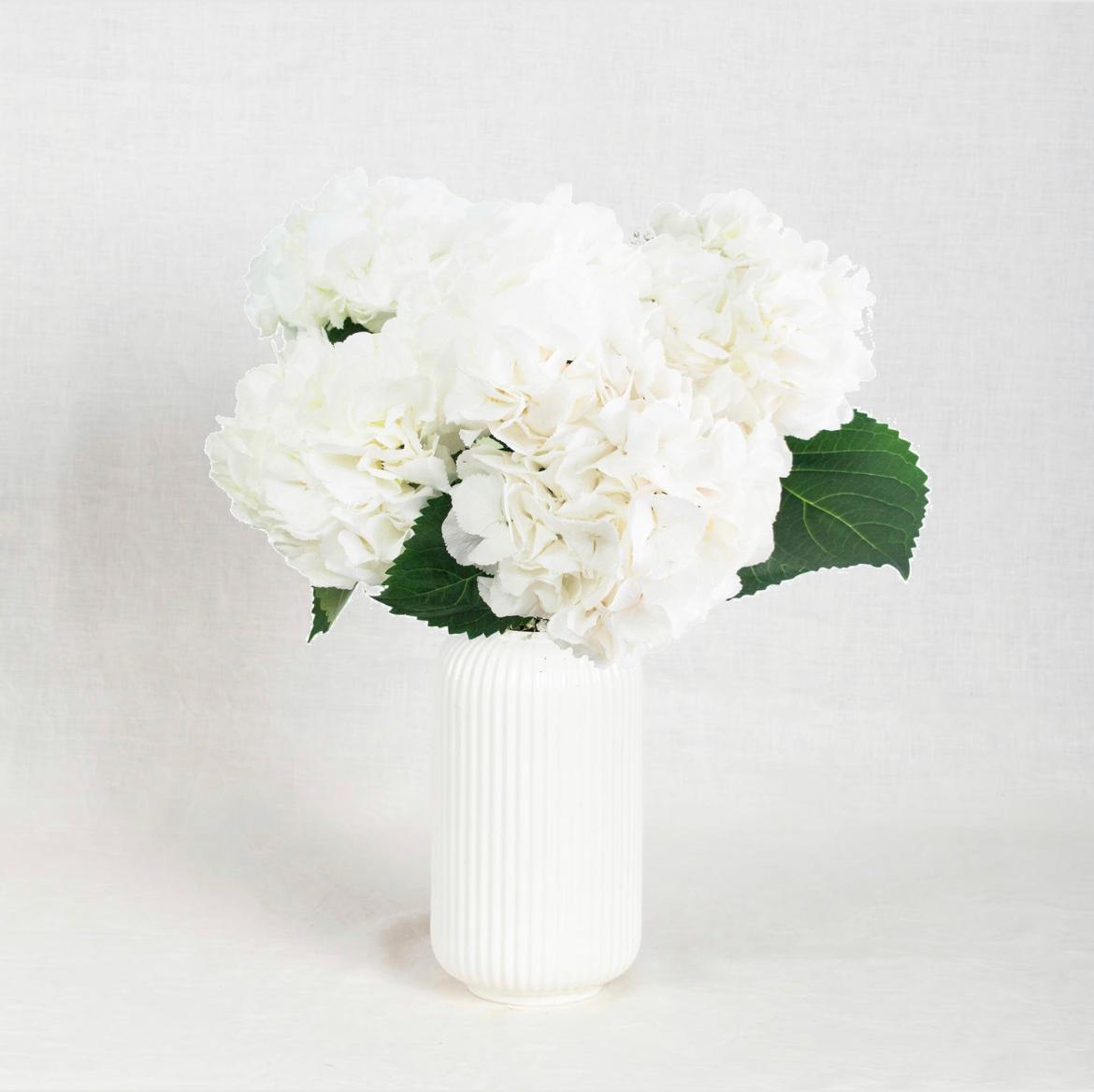 הורטנזיות לבנות - White Hydrangeas